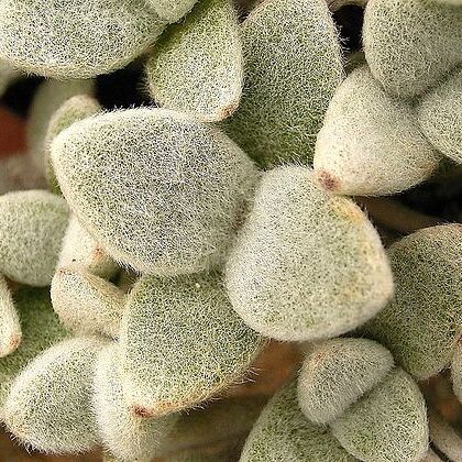 Kalanchoe eriophylla unspecified picture