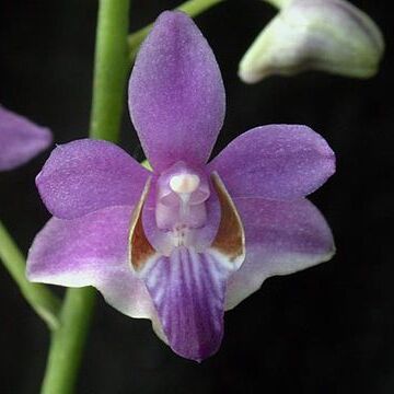 Phalaenopsis pulcherrima unspecified picture