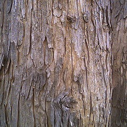 Lagerstroemia parviflora unspecified picture