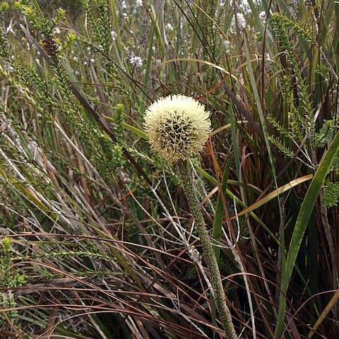 Dasypogon bromeliifolius unspecified picture