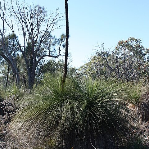 Xanthorrhoea preissii unspecified picture