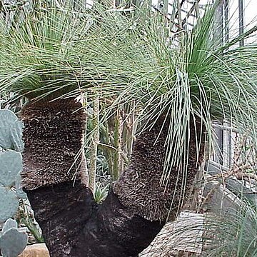 Xanthorrhoea unspecified picture