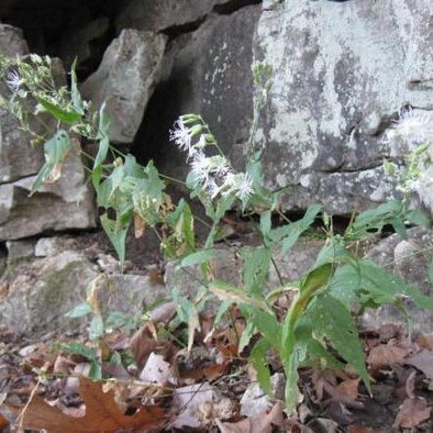 Silene ovata unspecified picture