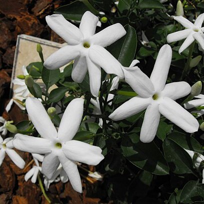 Jasminum angulare unspecified picture