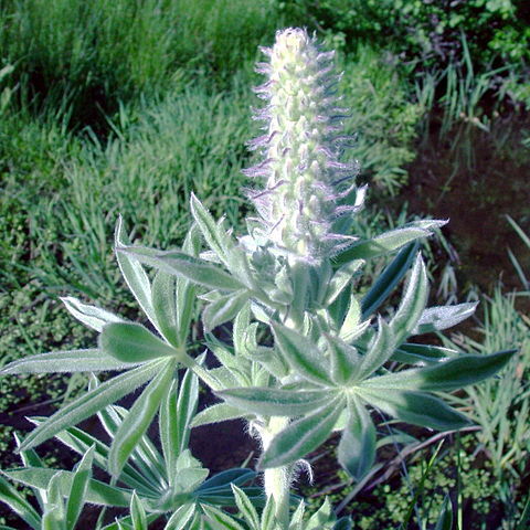 Lupinus leucophyllus unspecified picture