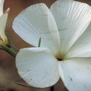 Linanthus dichotomus unspecified picture