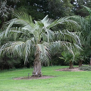 Parajubaea cocoides unspecified picture