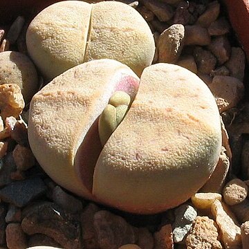 Lithops vallis-mariae unspecified picture