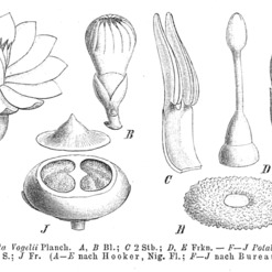 Potalia unspecified picture