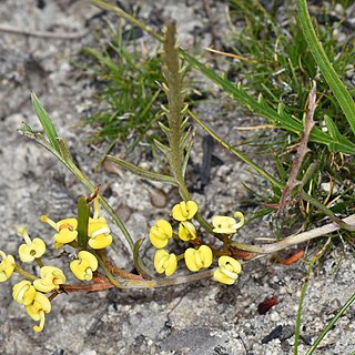 Grevillea cirsiifolia unspecified picture