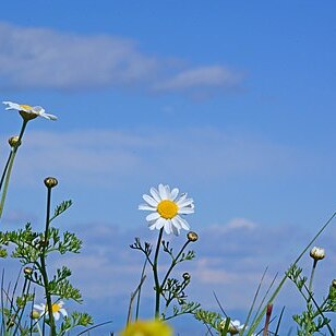 Anthemis fumariifolia unspecified picture