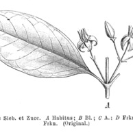 Gardneria nutans unspecified picture