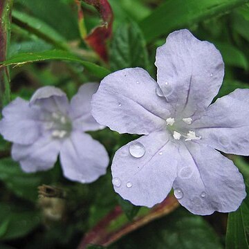 Ruellia caroliniensis unspecified picture