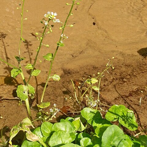 Cochlearia polonica unspecified picture