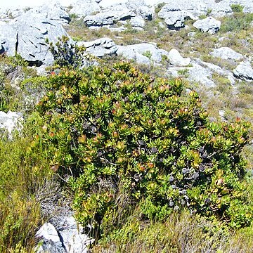 Leucadendron strobilinum unspecified picture