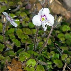 Veronica jovellanoides unspecified picture