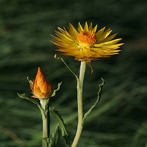 Xerochrysum subundulatum unspecified picture