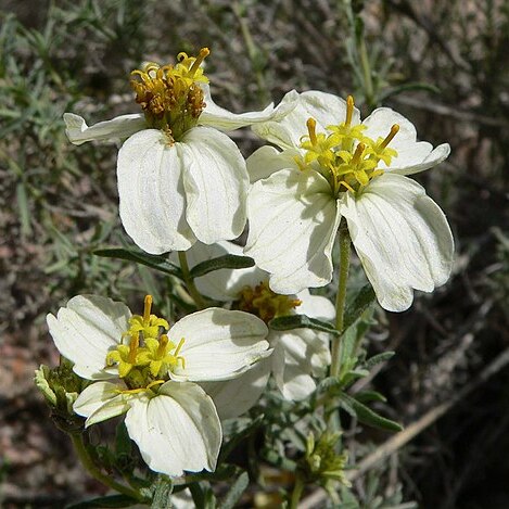 Zinnia acerosa unspecified picture