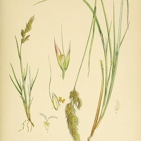 Agrostis magellanica unspecified picture