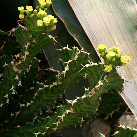 Euphorbia enormis unspecified picture