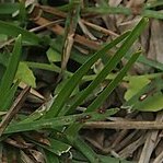 Lobelia membranacea unspecified picture