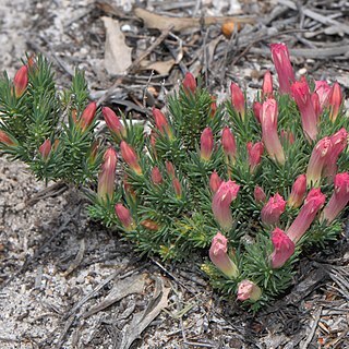 Leschenaultia tubiflora unspecified picture