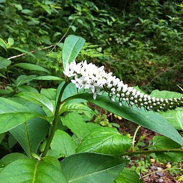 Lysimachia barystachys unspecified picture