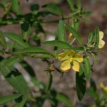 Ludwigia leptocarpa unspecified picture