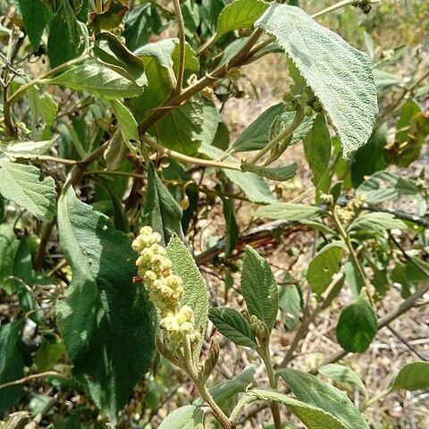 Varronia cylindrostachya unspecified picture