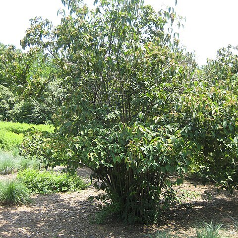 Viburnum setigerum unspecified picture