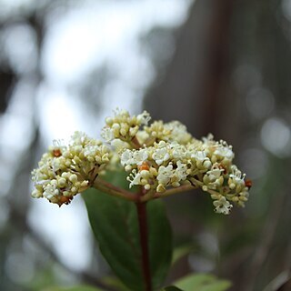 Viburnum triphyllum unspecified picture