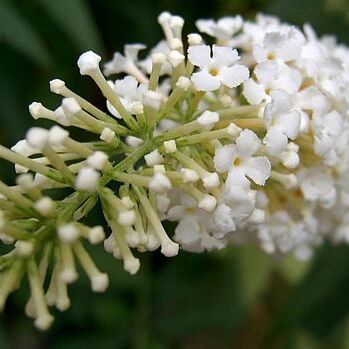 Buddleja unspecified picture