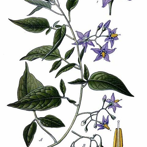 Solanum bulbocastanum unspecified picture