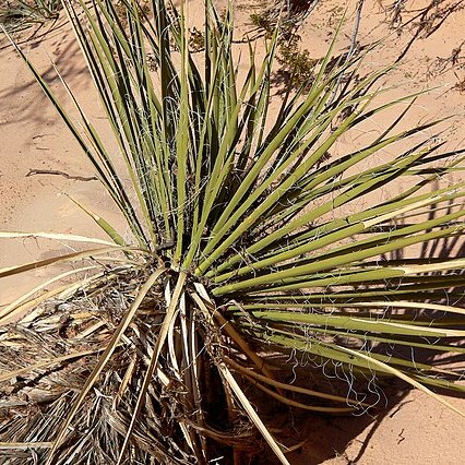 Yucca utahensis unspecified picture