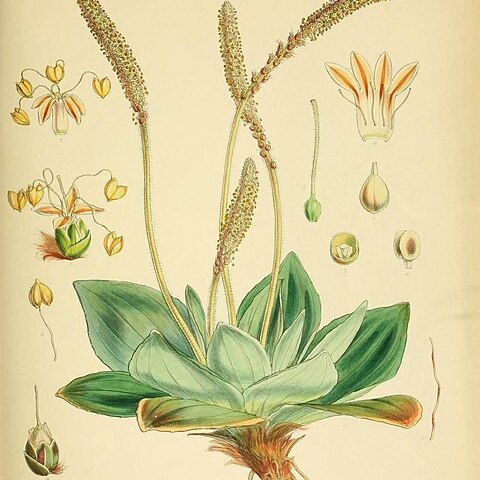 Plantago aucklandica unspecified picture