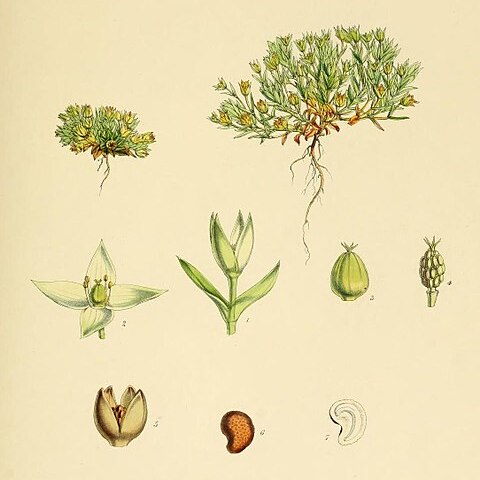 Colobanthus kerguelensis unspecified picture