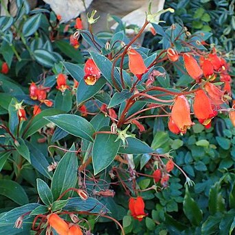 Kohleria hirsuta unspecified picture