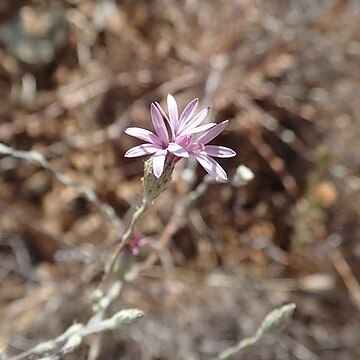 Lessingia hololeuca unspecified picture