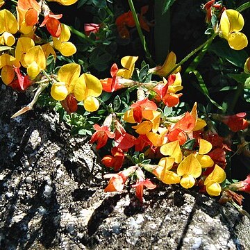 Lotus glareosus unspecified picture