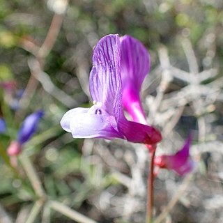 Vicia palaestina unspecified picture