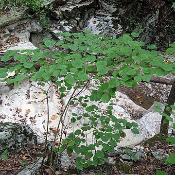 Viburnum bracteatum unspecified picture