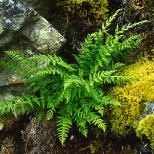 Woodsia scopulina unspecified picture