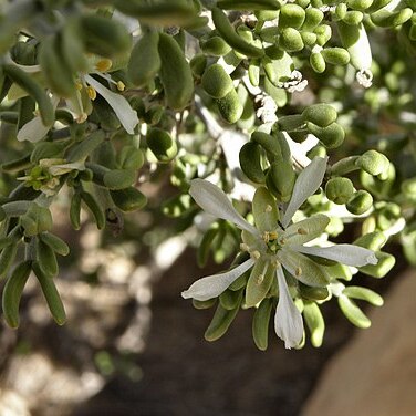 Zygophyllum dumosum unspecified picture