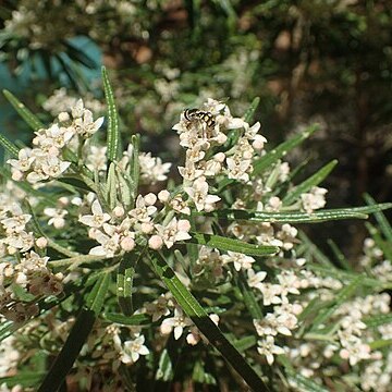 Zieria tuberculata unspecified picture