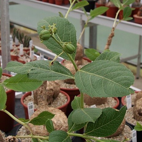 Jatropha campestris unspecified picture