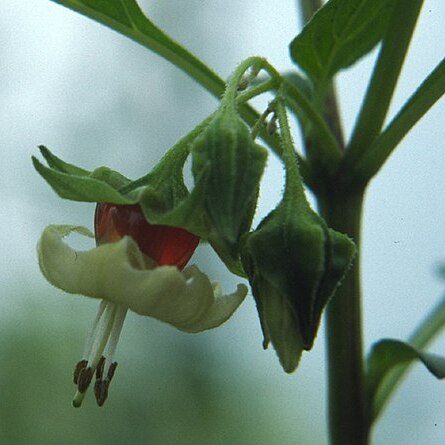 Jaltomata ventricosa unspecified picture