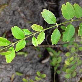 Jasminum noumeense unspecified picture