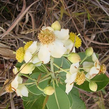 Kielmeyera coriacea unspecified picture