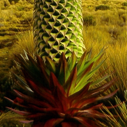 Lobelia deckenii unspecified picture