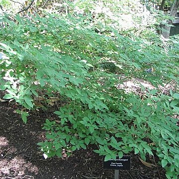 Lespedeza buergeri unspecified picture